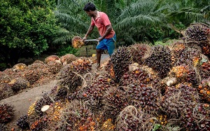 Ilustrasi TBS sawit di Riau sentuh harga tertinggi (foto/int)